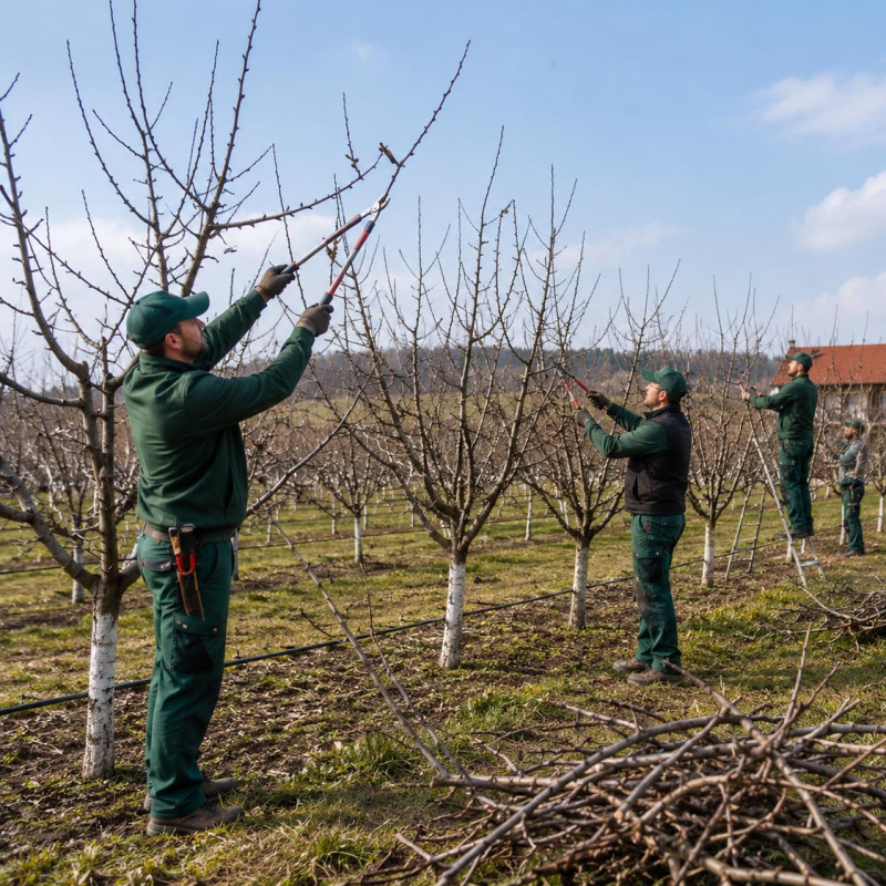 Orezivanje voćaka | preduzimac.co.rs - Novi Sad