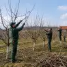 Orezivanje voćaka | preduzimac.co.rs - Novi Sad