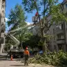 Seča i orezivanje stabala iz korpe | preduzimac.co.rs - Novi Sad