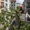 Seča i orezivanje stabala iz korpe| preduzimac.co.rs - Novi Sad