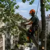 Seča i orezivanje stabala | preduzimac.co.rs - Novi Sad