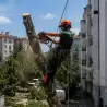 Seča i orezivanje stabala