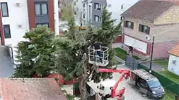 Video prikaz seče stabla iz korpe | Preduzimač