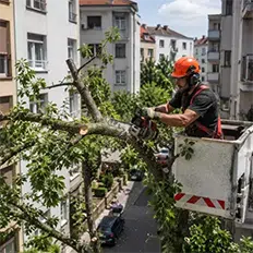Radnik vrši orezivanje grana stabala u gradskoj sredini iz korpe | Preduzimač