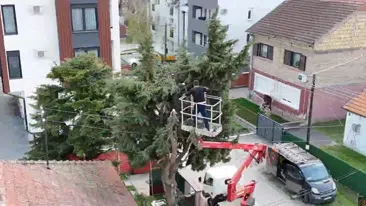 Video prikaz seče stabla iz korpe | Preduzimač