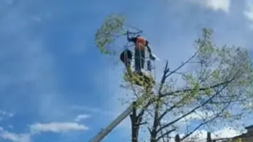 Radnik orezuje stablo motornom testeron iz korpe dizalice | Video