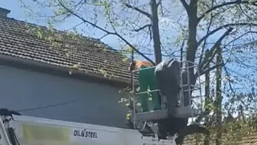 Radnik orezuje stablo motornom testeron iz korpe dizalice | Video