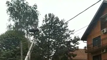 Radnik orezuje visoko stablo motornom testeron iz korpe dizalice | Video