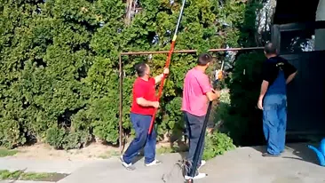 Radnik šiša stabla visoke tuje | Video