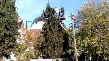 Radnik iz korpe orezuje visoke tuje motornom teleskopskom testerom | Video